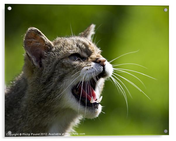 Very Wild Scottish Wildcat Acrylic by Philip Pound