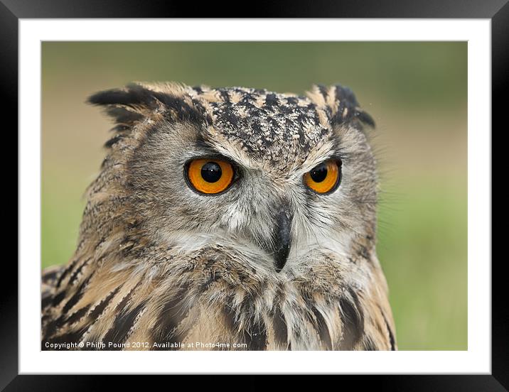 Eagle Owl Portrait Framed Mounted Print by Philip Pound