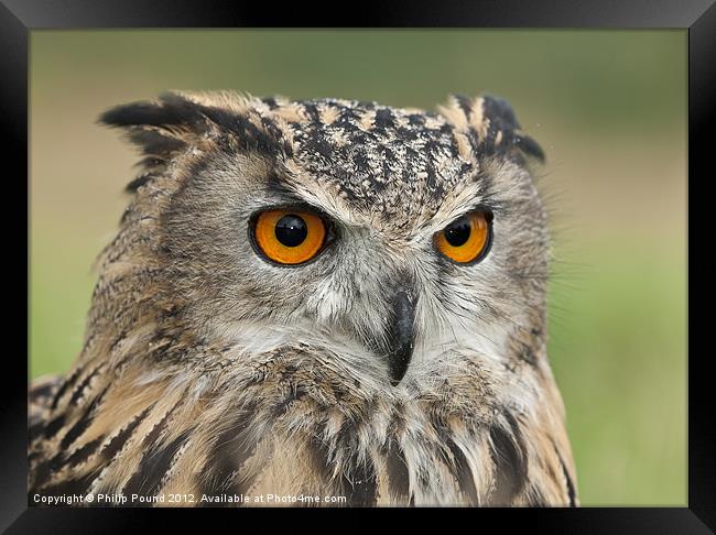 Eagle Owl Portrait Framed Print by Philip Pound