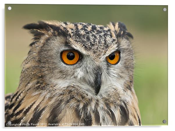 Eagle Owl Portrait Acrylic by Philip Pound