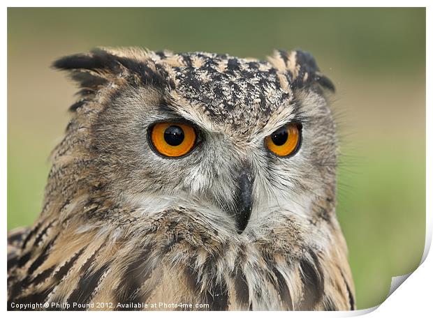 Eagle Owl Portrait Print by Philip Pound