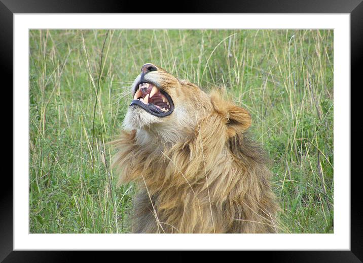 Kenyan Roaring Lion Framed Mounted Print by Bekie Spark