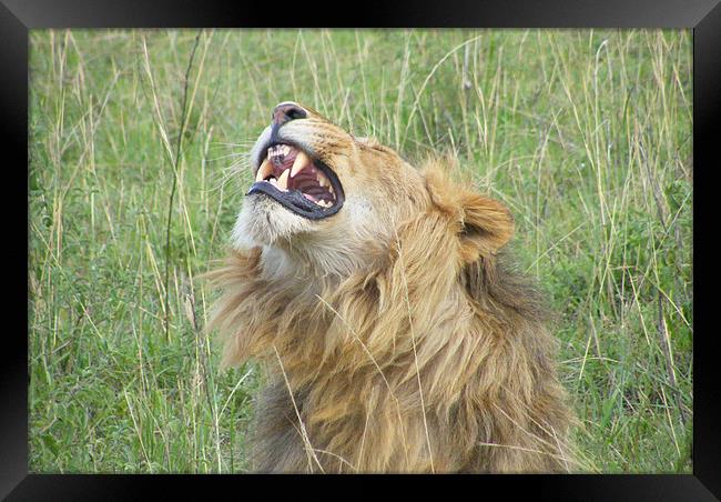 Kenyan Roaring Lion Framed Print by Bekie Spark