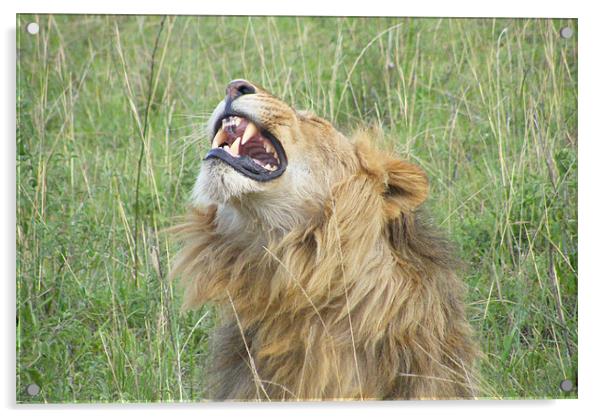 Kenyan Roaring Lion Acrylic by Bekie Spark