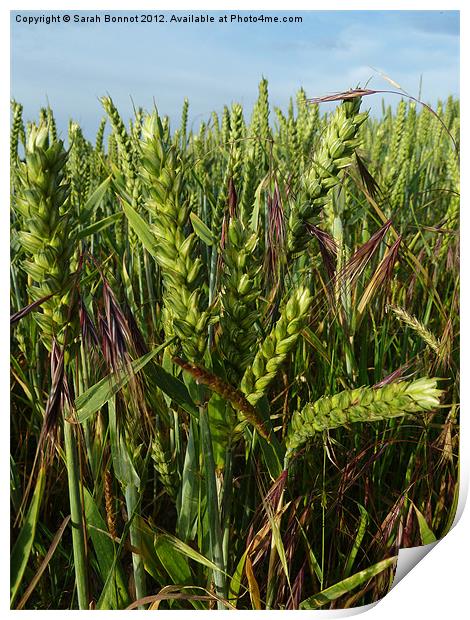 Summer Cornfield Print by Sarah Bonnot