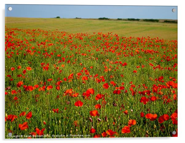 Sussex Poppy Field Acrylic by Sarah Bonnot