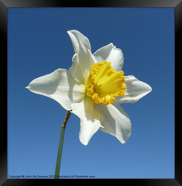 Yellow and White Narcissus Daffodil Framed Print by John McCoubrey