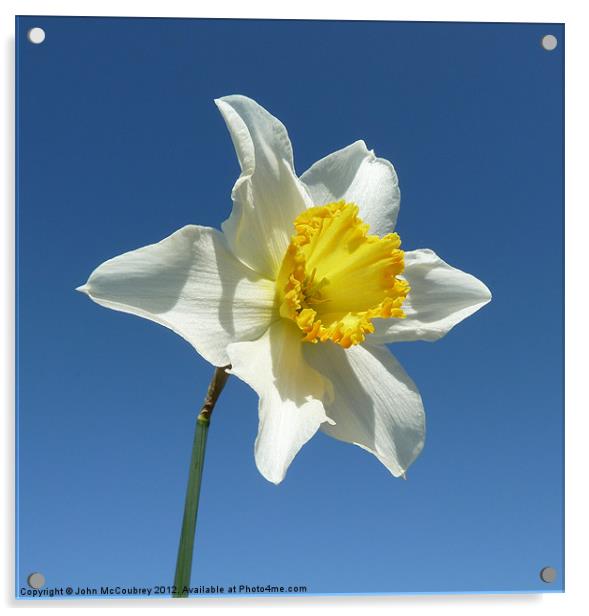 Yellow and White Narcissus Daffodil Acrylic by John McCoubrey