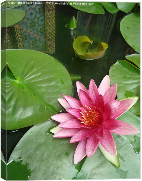 Thai Water Lily Canvas Print by Sarah Bonnot