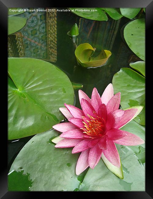 Thai Water Lily Framed Print by Sarah Bonnot