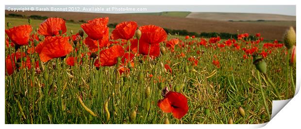 South Downs Poppies Print by Sarah Bonnot
