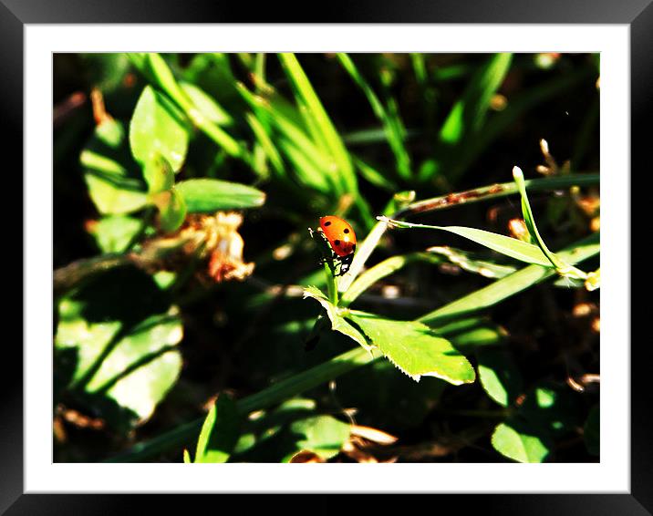 ladybug on the edge Framed Mounted Print by timothy jankowski