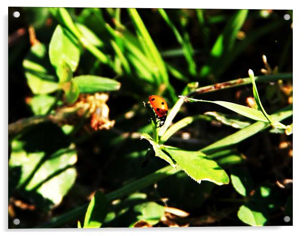 ladybug on the edge Acrylic by timothy jankowski