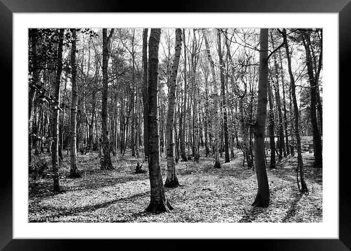 Woodland Trees Framed Mounted Print by Sarah Waddams