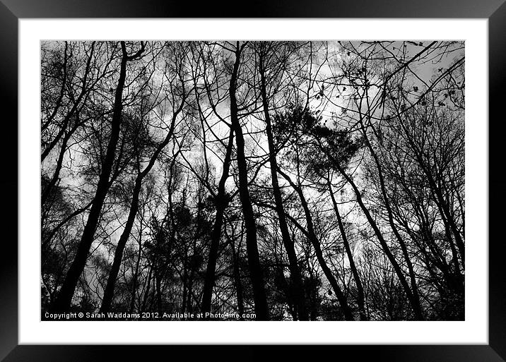 Branches in the sky Framed Mounted Print by Sarah Waddams