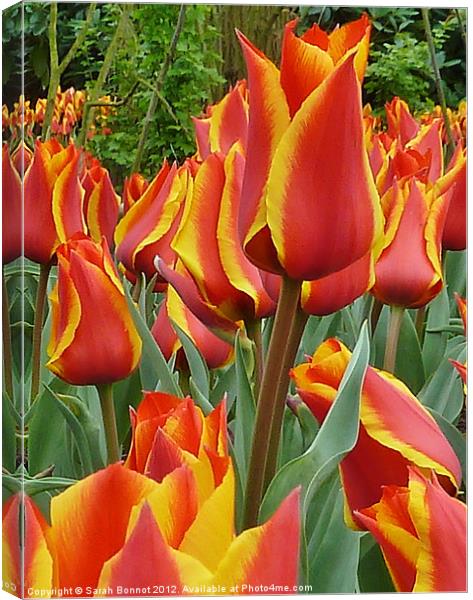 Red yellow edged Tulips Canvas Print by Sarah Bonnot