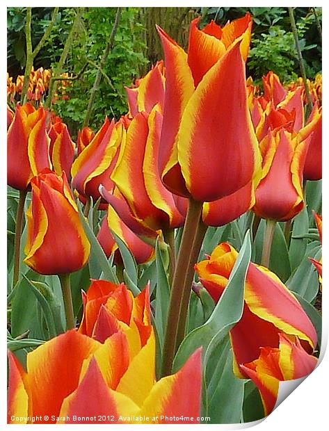 Red yellow edged Tulips Print by Sarah Bonnot