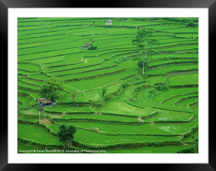 Bali Rice Terraces Framed Mounted Print by Sarah Bonnot