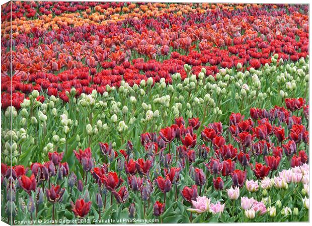 Field of Tulips Canvas Print by Sarah Bonnot