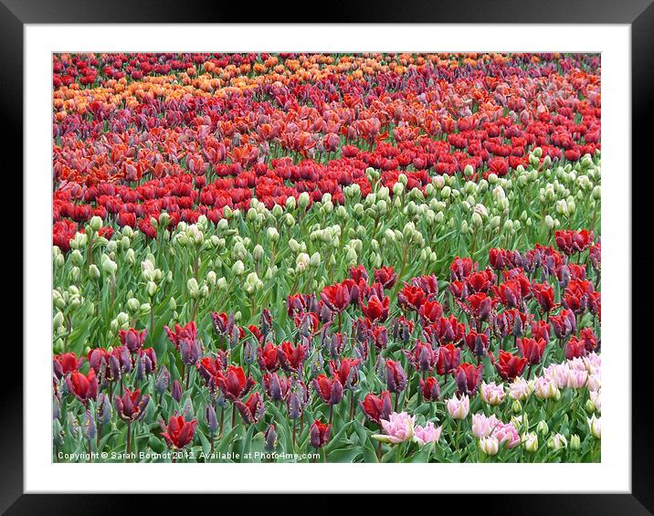 Field of Tulips Framed Mounted Print by Sarah Bonnot