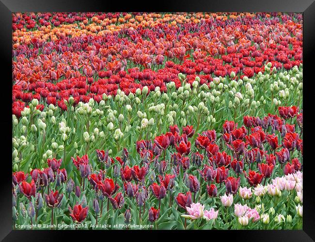Field of Tulips Framed Print by Sarah Bonnot