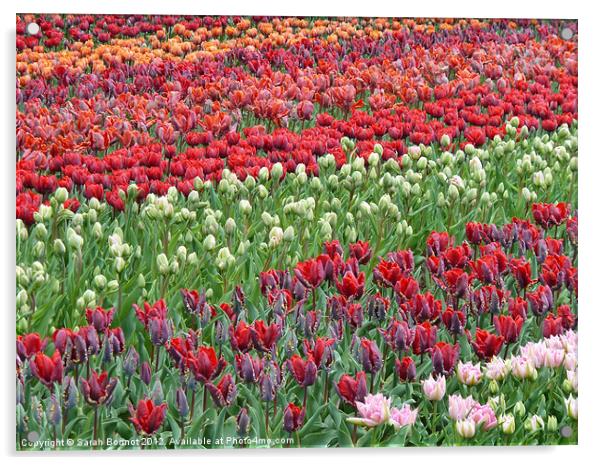 Field of Tulips Acrylic by Sarah Bonnot