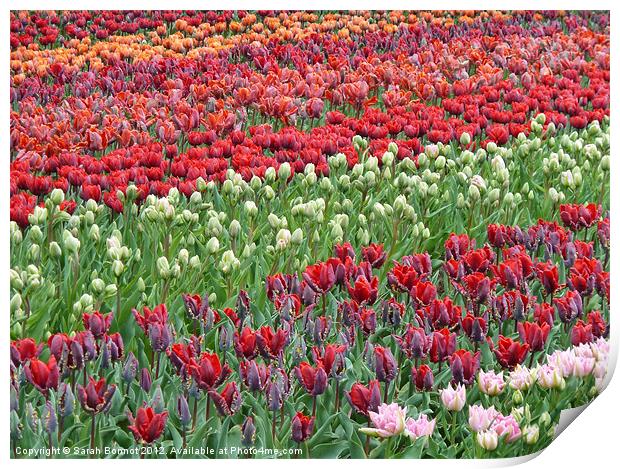 Field of Tulips Print by Sarah Bonnot