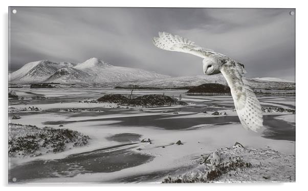 Owl in flight Acrylic by Sam Smith
