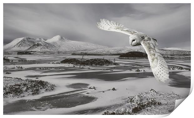 Owl in flight Print by Sam Smith
