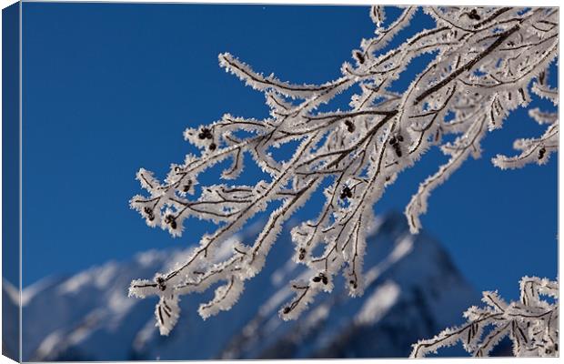 Icy tree Canvas Print by Thomas Schaeffer