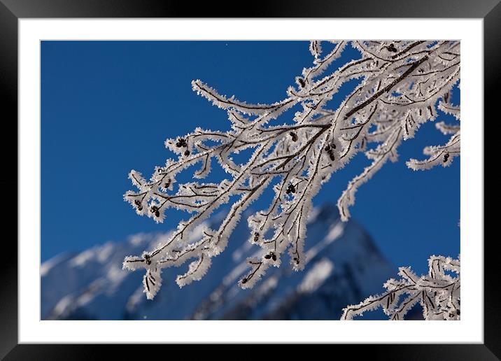Icy tree Framed Mounted Print by Thomas Schaeffer