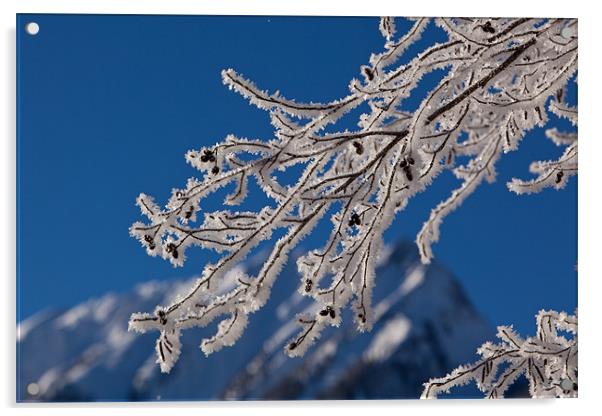 Icy tree Acrylic by Thomas Schaeffer