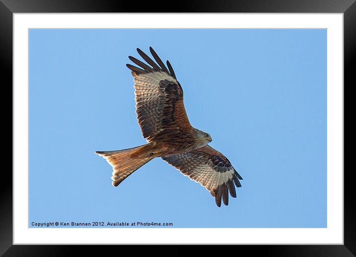 Red kite flying Framed Mounted Print by Oxon Images