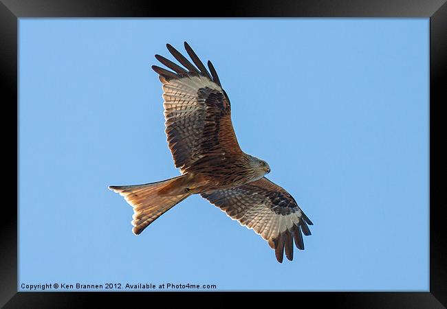 Red kite flying Framed Print by Oxon Images