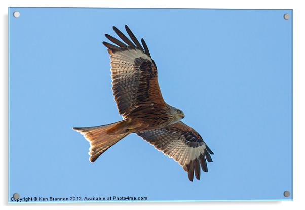 Red kite flying Acrylic by Oxon Images