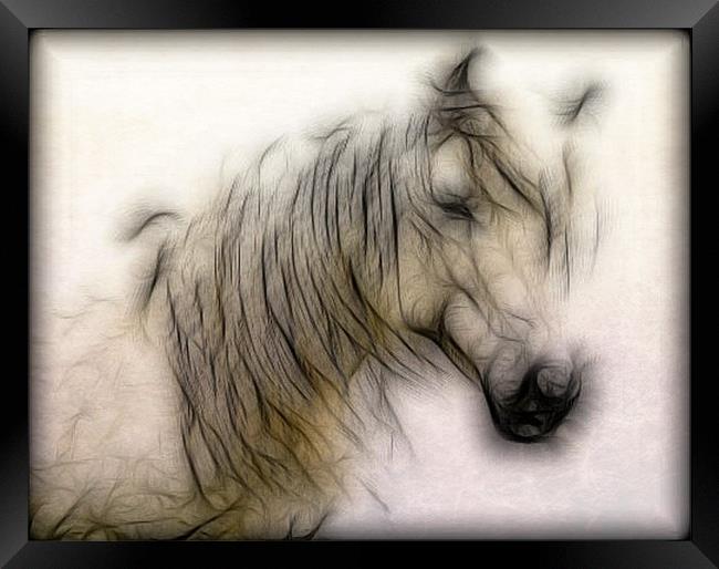 Horse Framed Print by Debra Kelday