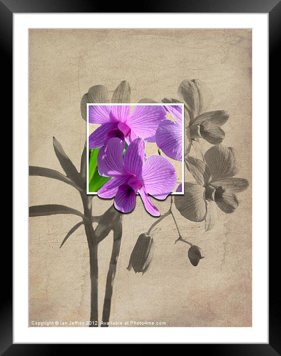 Framed Orchid's Framed Mounted Print by Ian Jeffrey