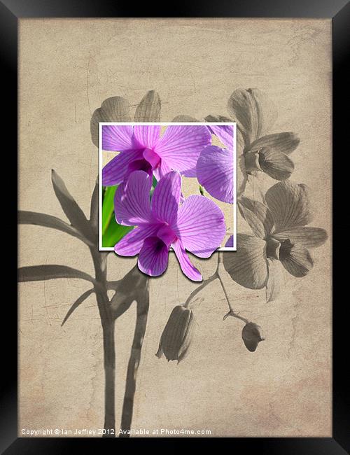 Framed Orchid's Framed Print by Ian Jeffrey