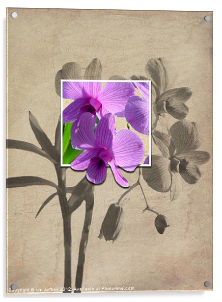 Framed Orchid's Acrylic by Ian Jeffrey