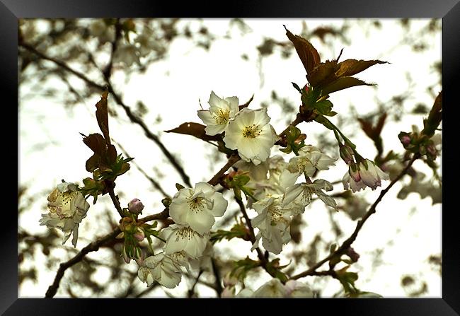 Bright Cherry Blossom Framed Print by Kevin Tate