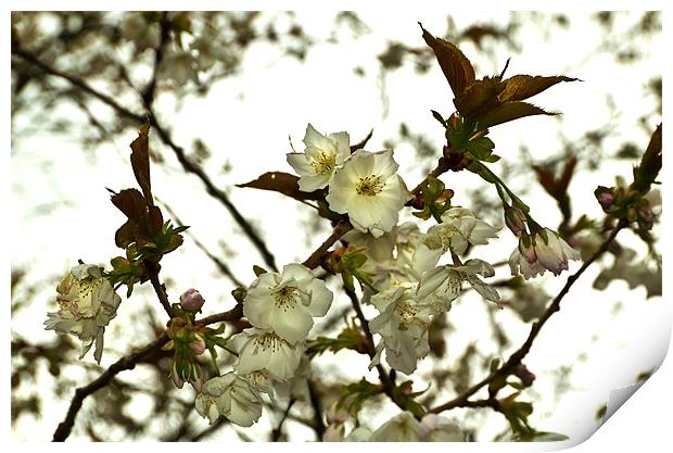 Bright Cherry Blossom Print by Kevin Tate