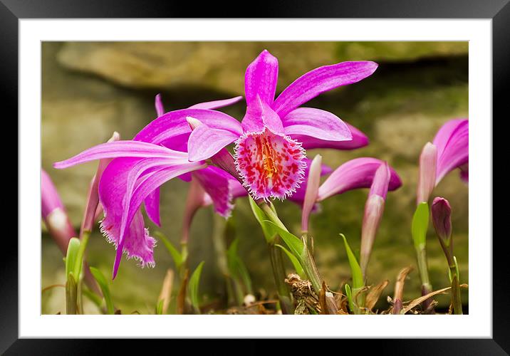 Orchid Bloom Framed Mounted Print by Kevin Tate