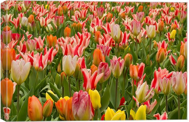 Field of Tulips Canvas Print by Kevin Tate