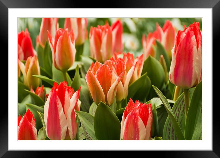 Tulips blooms Framed Mounted Print by Kevin Tate