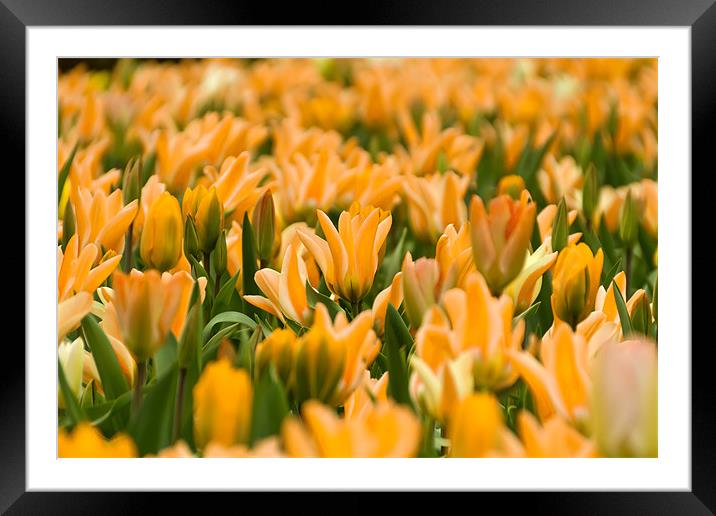 Yellow Tulips Framed Mounted Print by Kevin Tate