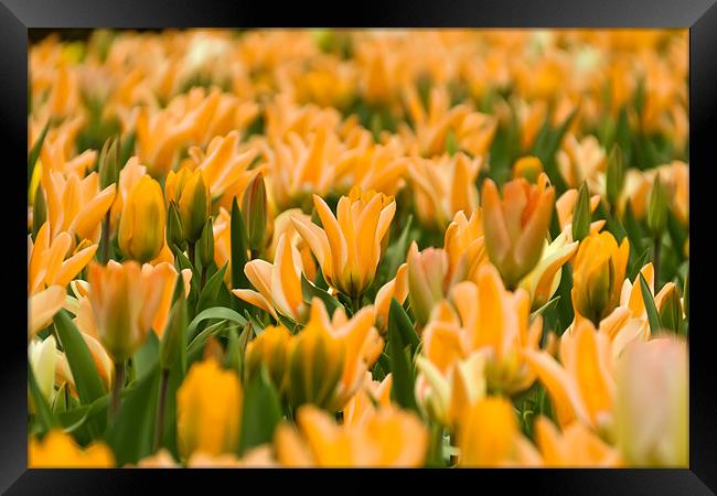 Yellow Tulips Framed Print by Kevin Tate