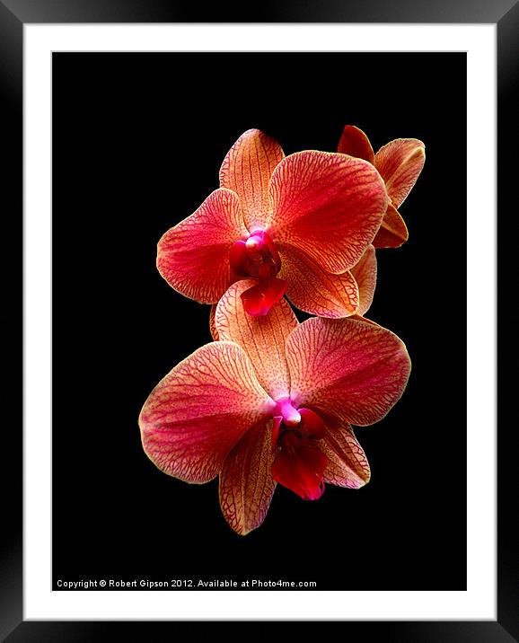 Pink  Orchids on black background Framed Mounted Print by Robert Gipson