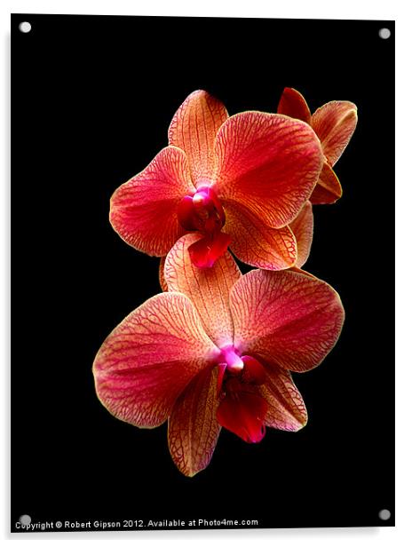 Pink  Orchids on black background Acrylic by Robert Gipson