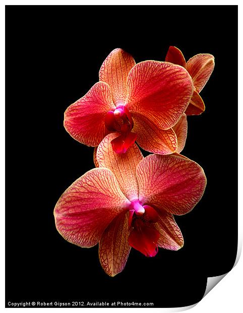 Pink  Orchids on black background Print by Robert Gipson