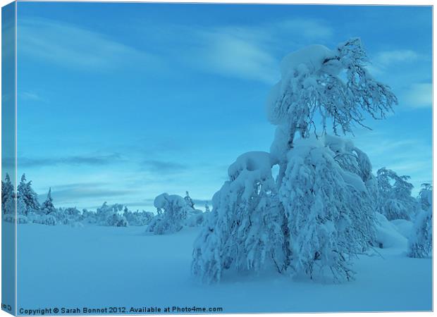 Snowy trees in Lapland Canvas Print by Sarah Bonnot